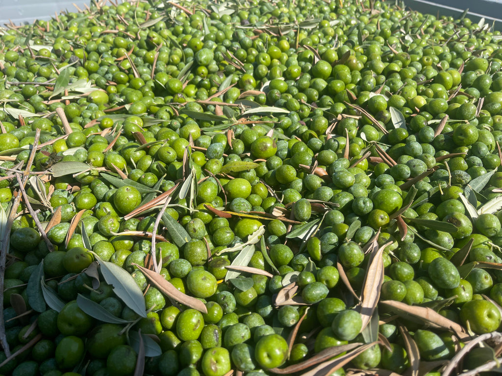 Olio Nuovo 2026/27 - Preordine · Extra Vergine Siciliano