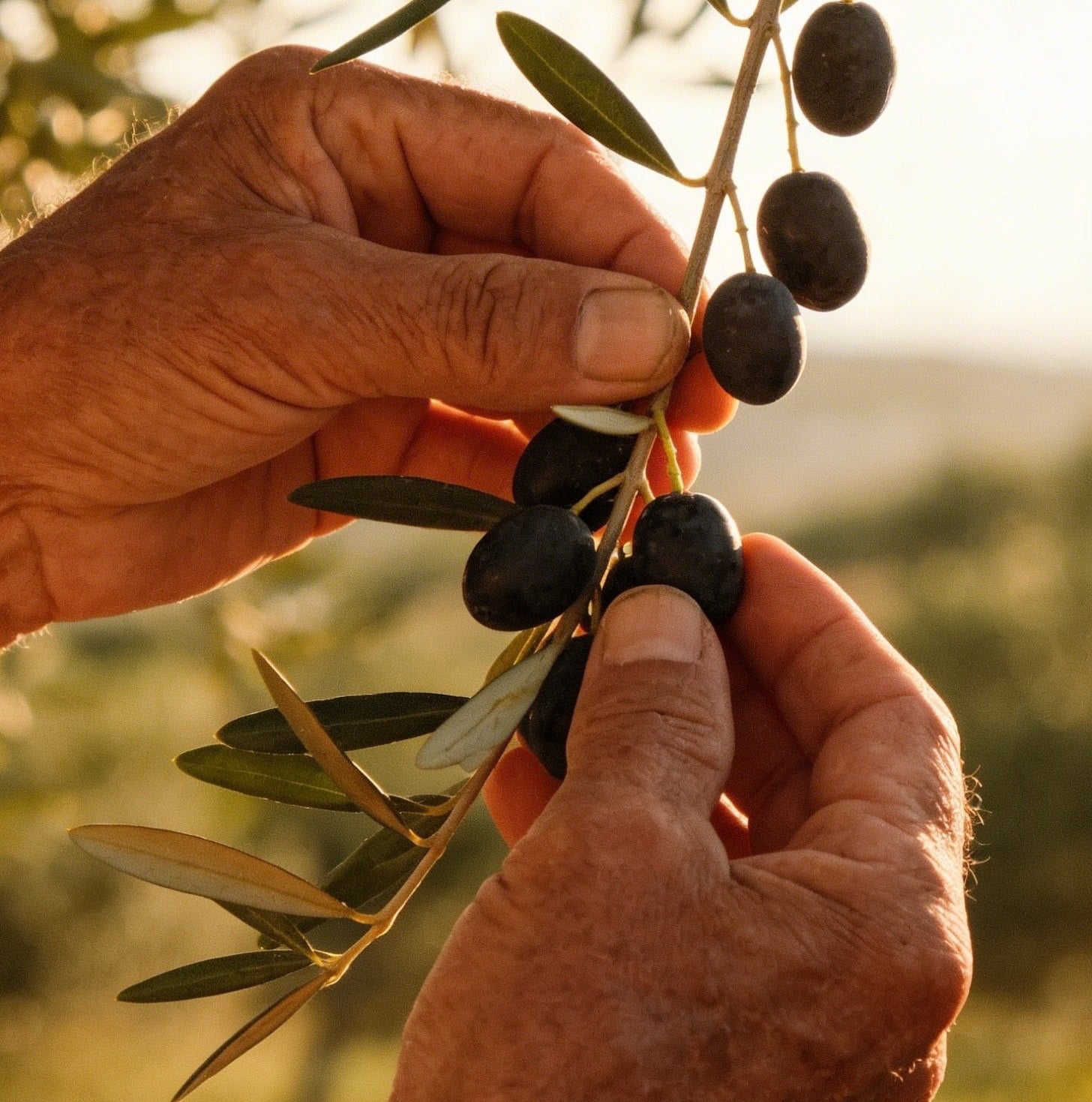 Liccunaria - Olio Extravergine di Oliva Italiano - Lattina da 5 Litri