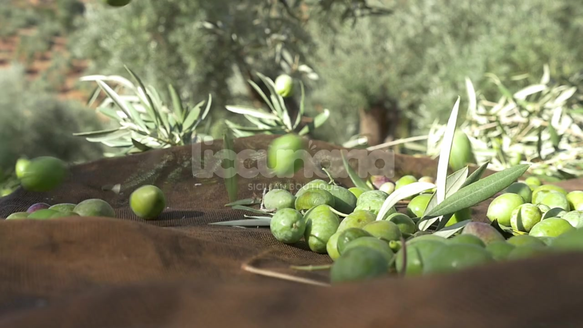 Carica il video: 