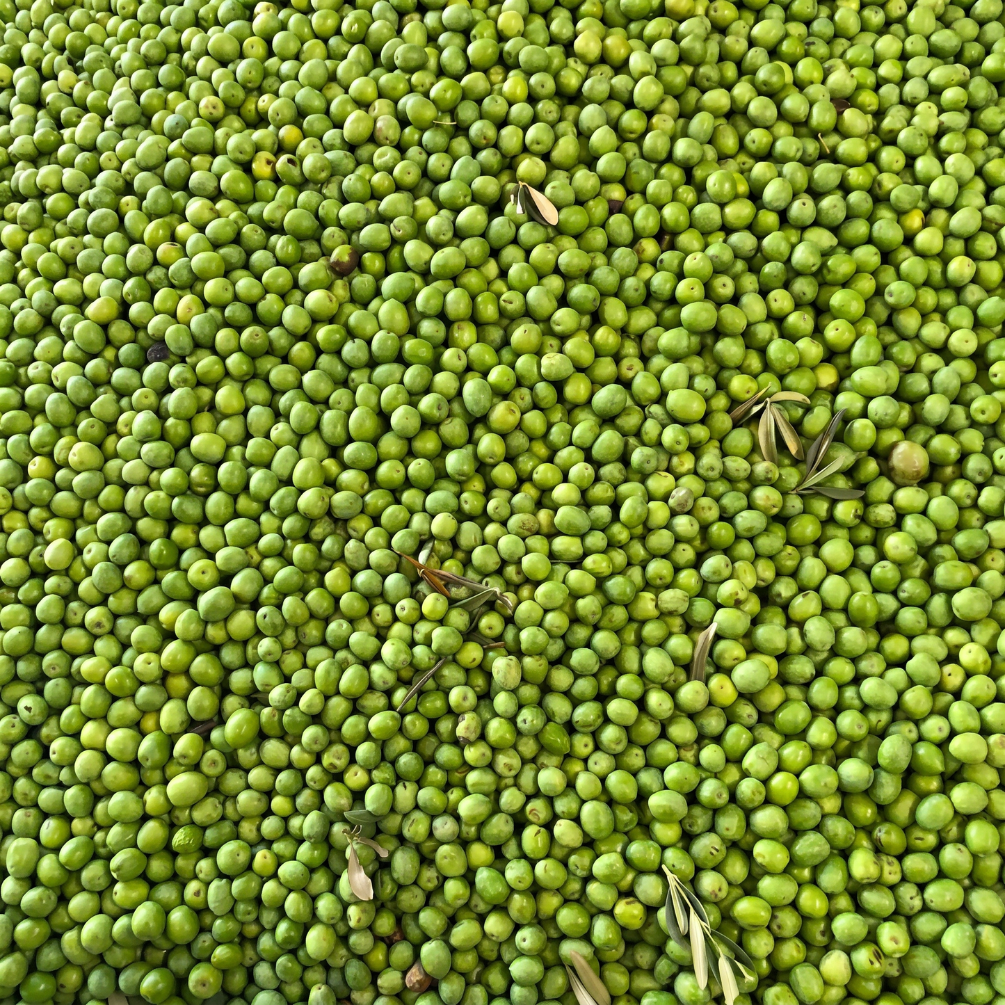 Liccunaria - Natives Olivenöl Extra Italienisch - 5-Liter-Kanister